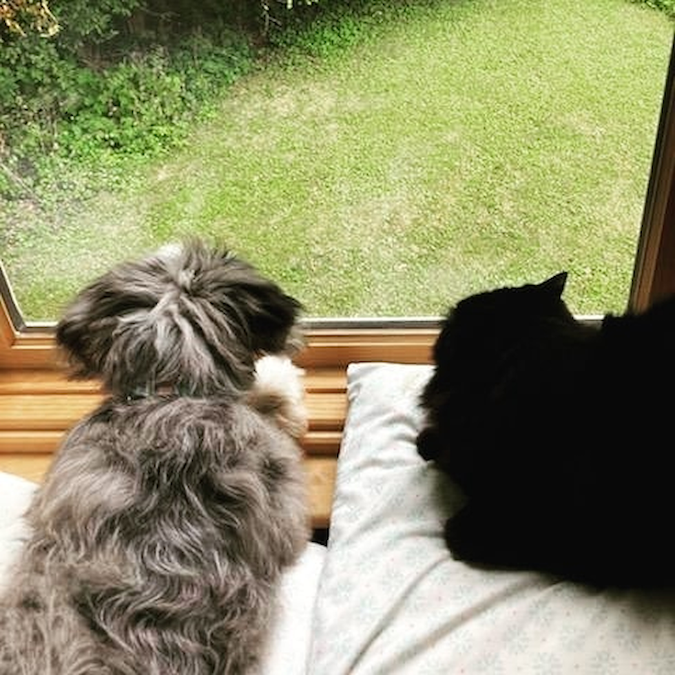 mini bernedoodle next to a black cat looking out a window - are mini bernedoodle good for multi pet households 