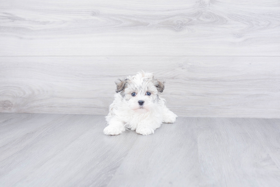 Funny Havanese Purebred Pup