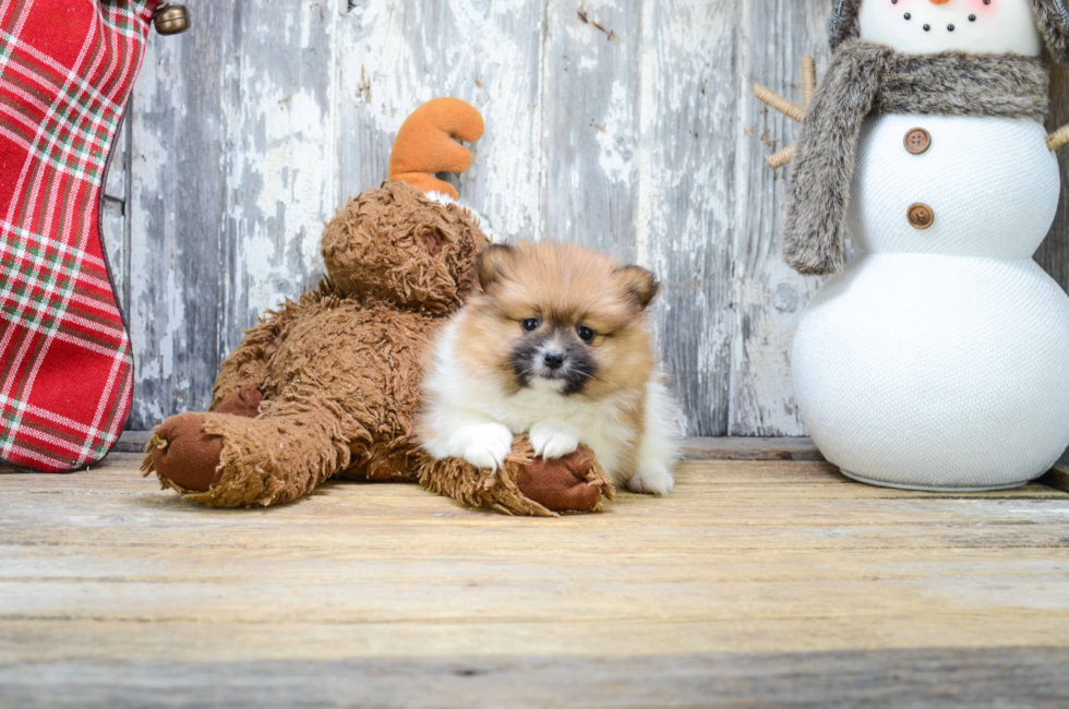 7 week pomeranian pomeranian puppies for sale teacup breed pom puppies for sale in ohio 7 week pomeranian pomeranian puppies for sale teacup breed pom puppies for sale in ohio