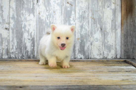 Happy Pomsky Baby