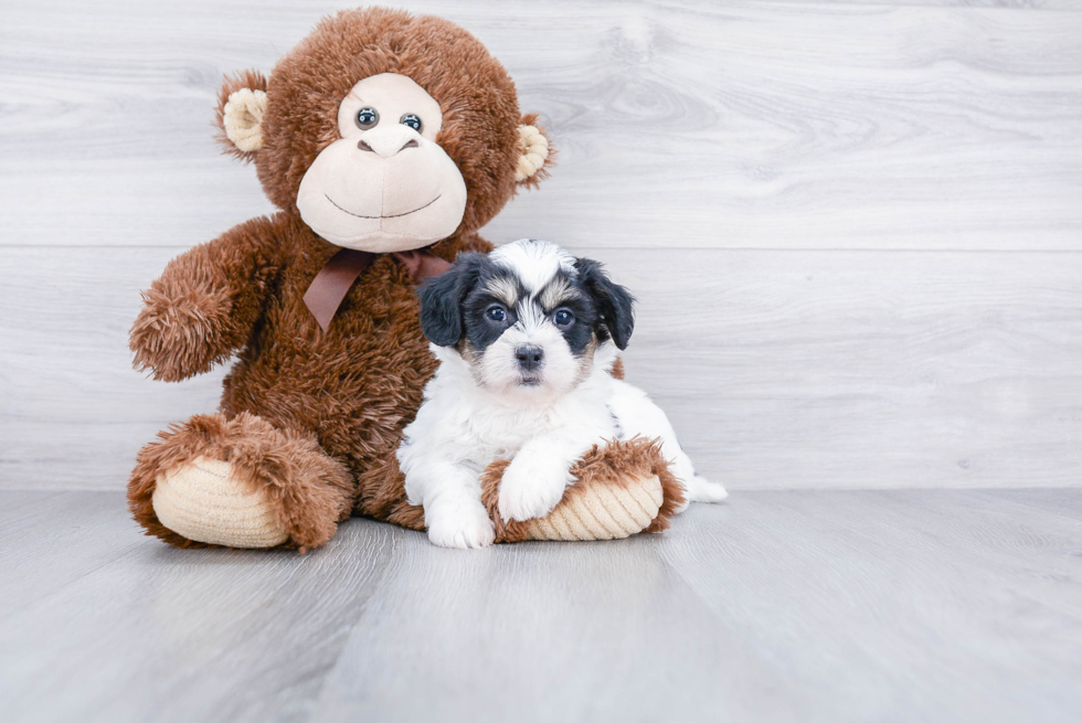 Meet Nas - our Teddy Bear Puppy Photo 1/3 - Premier Pups