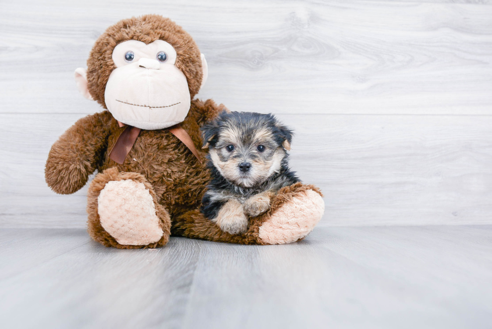 Meet Chase - our Morkie Puppy Photo 1/4 - Premier Pups
