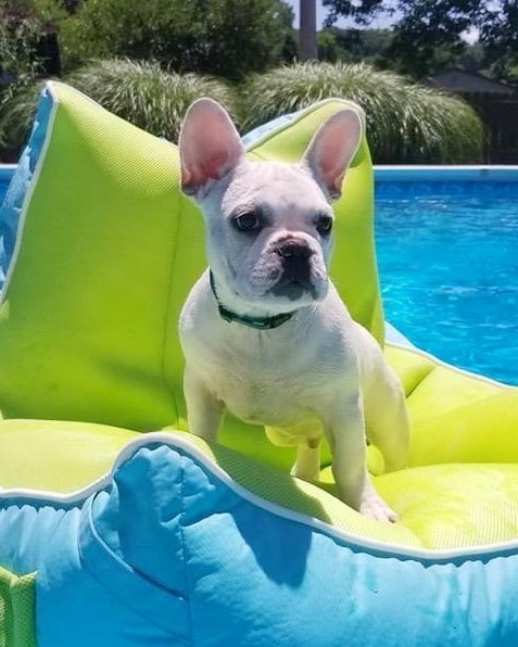 white French Bulldog