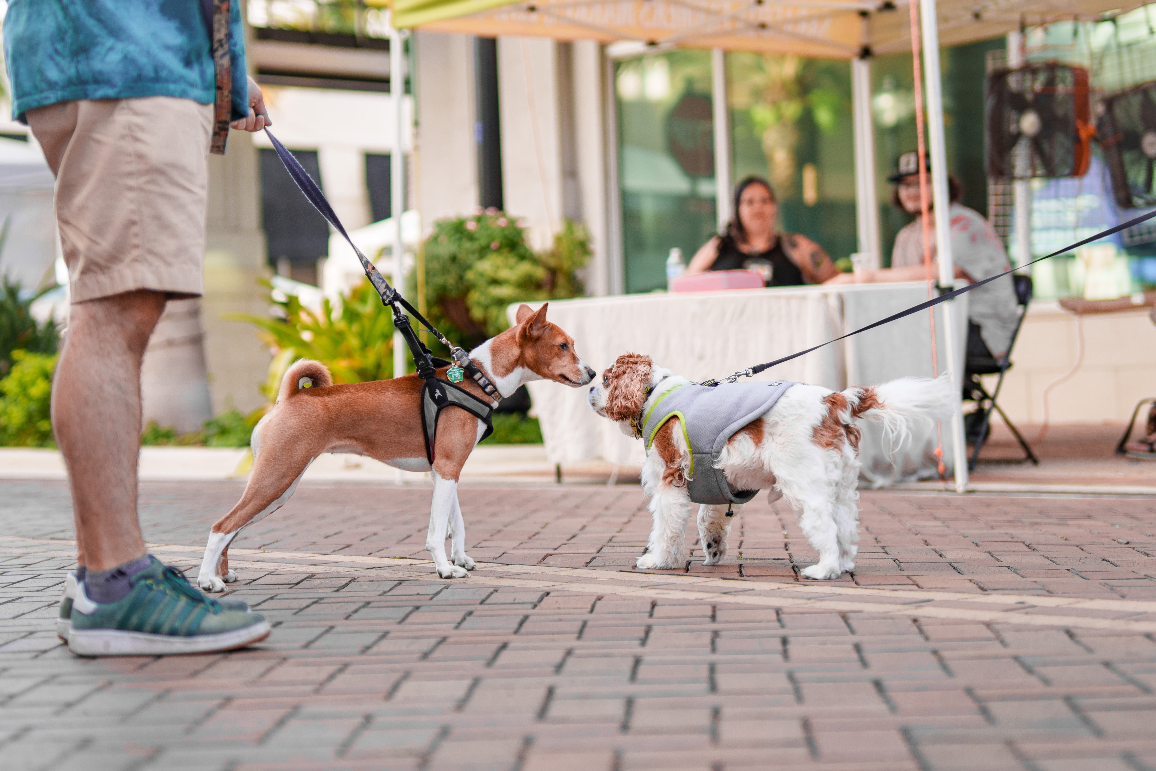 two dogs interacting outdoors