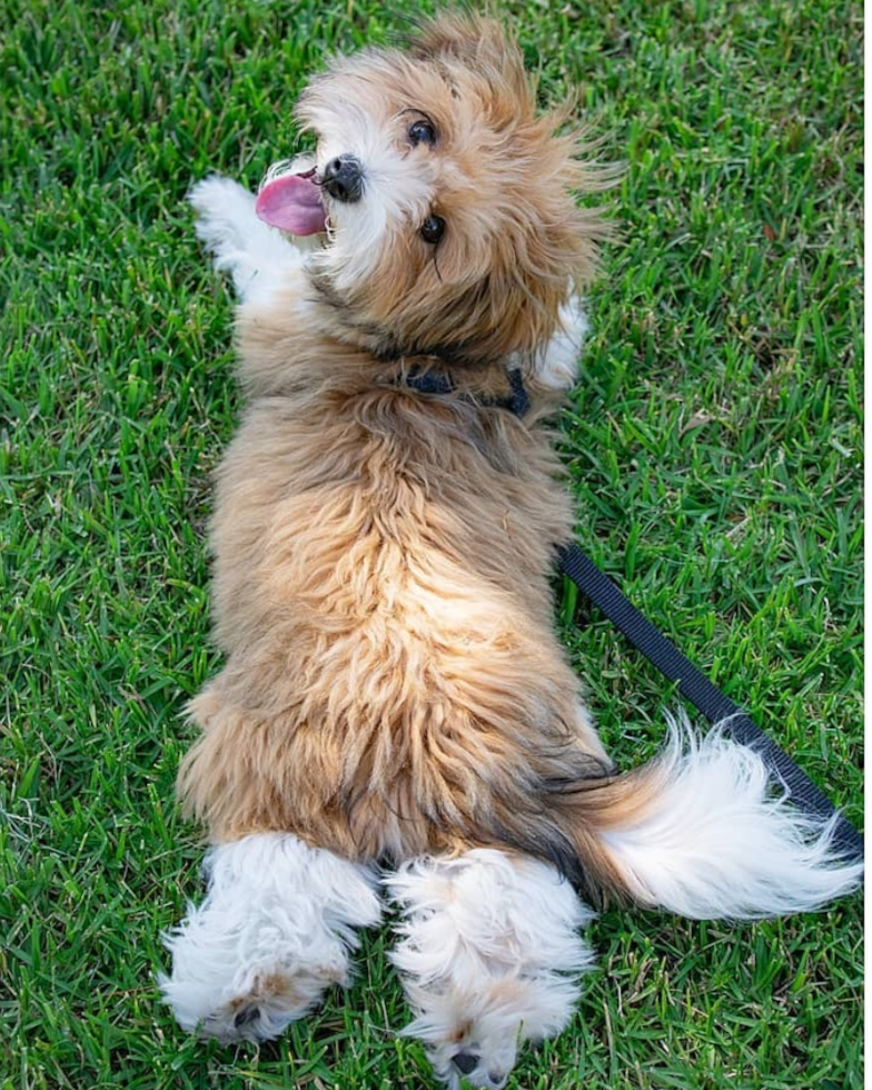 Adorable Havanese Purebred Pup
