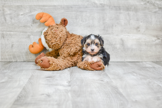 Morkie Puppy for Adoption