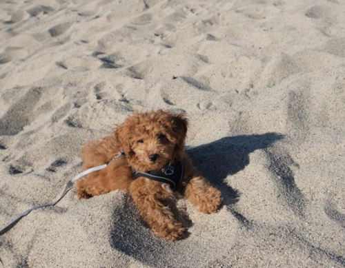Adorable Toy Poodle Purebred Pup