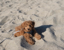 Puppy For Sale Premier Pups Adorable Toy Poodle Purebred Pup
