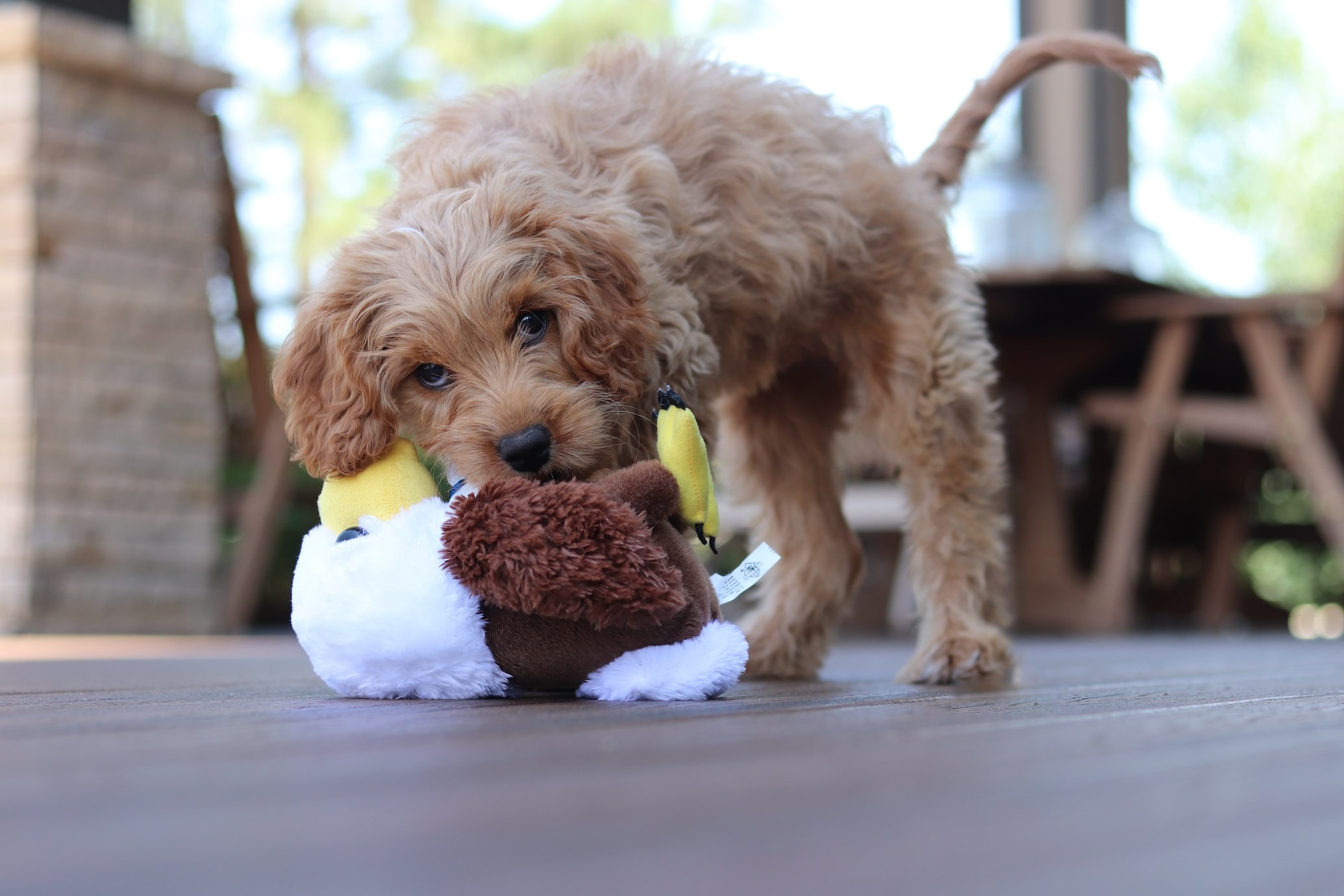 brown happy curly puppy playing with toy
