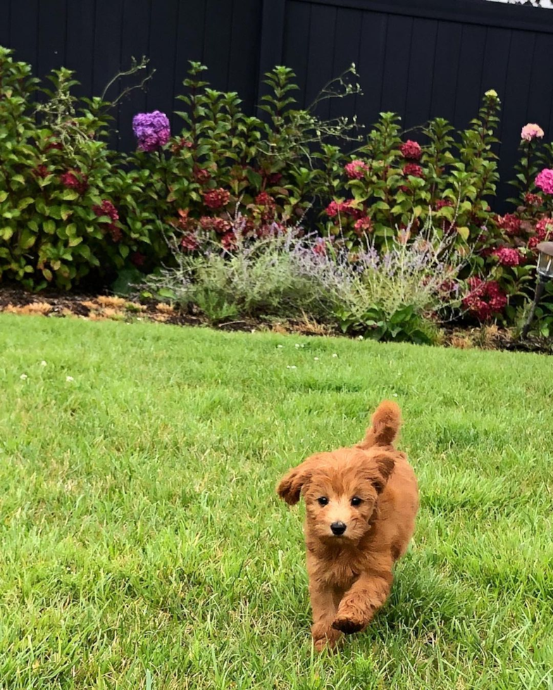 apricot mini goldendoodle puppy running on a lawn