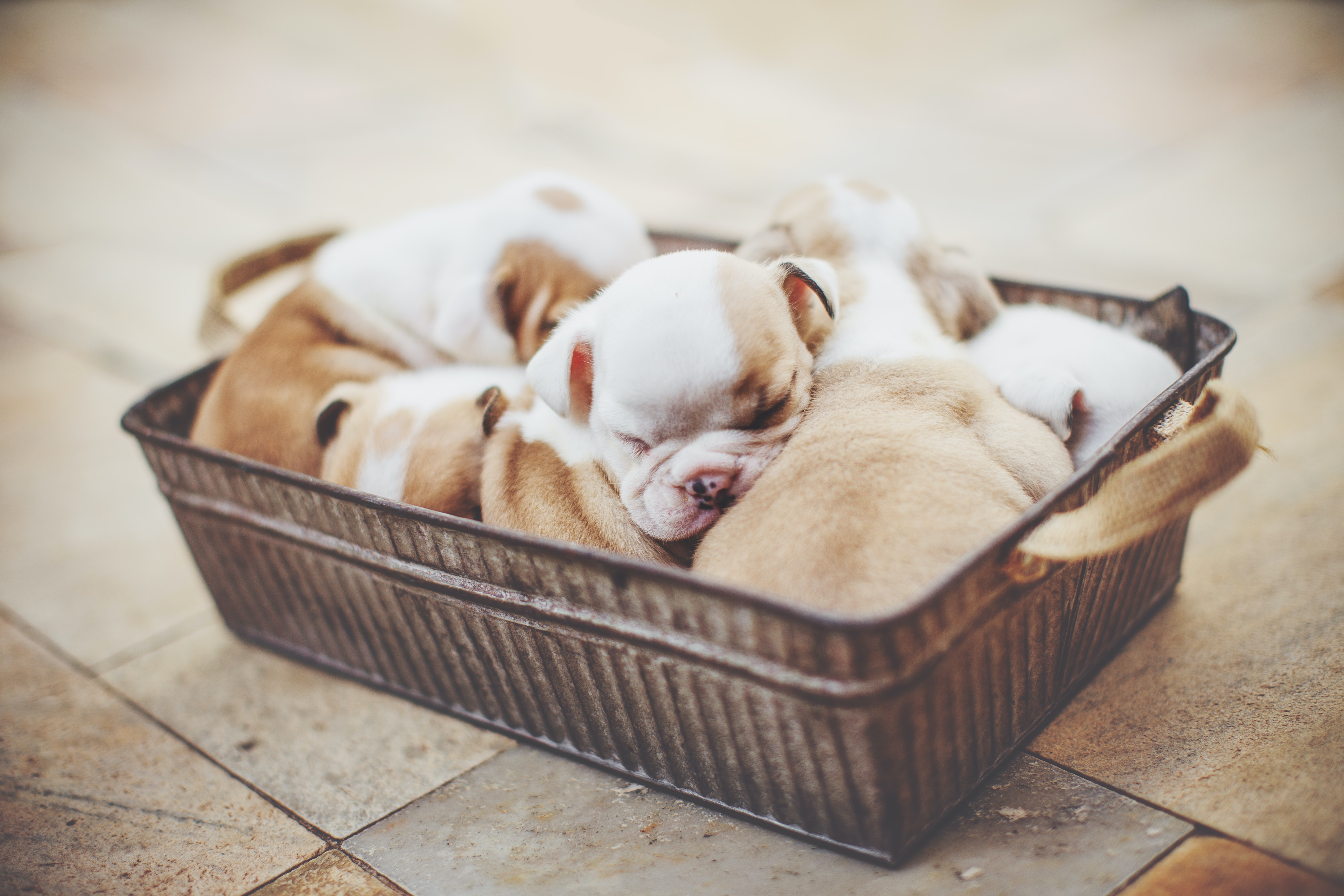 a basket full of puppies