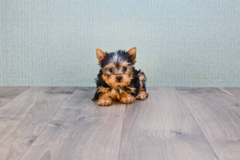Meet Beckham - our Yorkshire Terrier Puppy Photo 