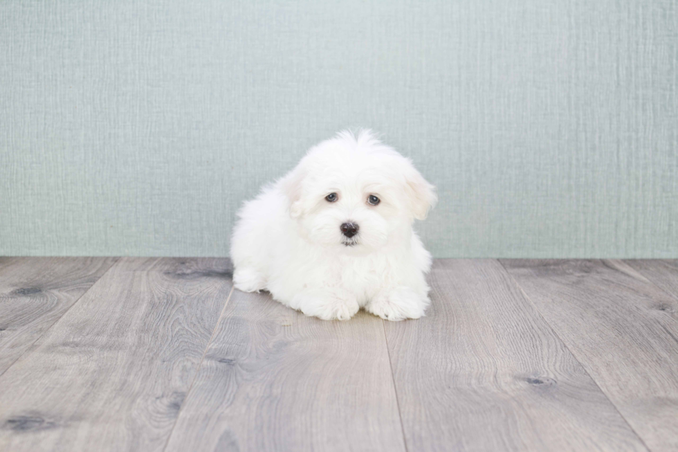 Akc Registered Maltese Purebred Pup