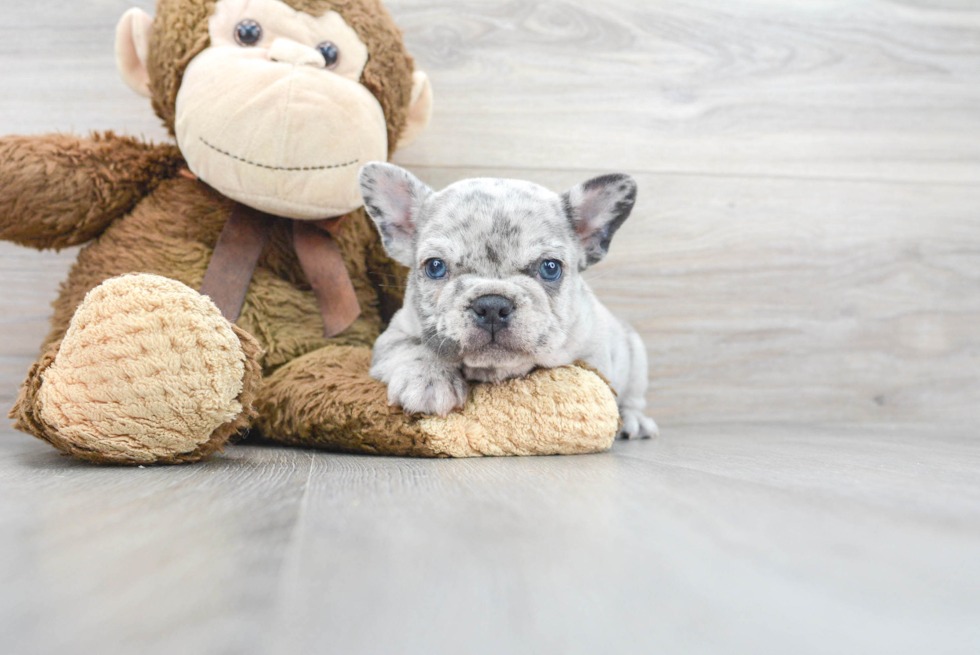 Comedic and laid-back French Bulldog great companion for toddlers