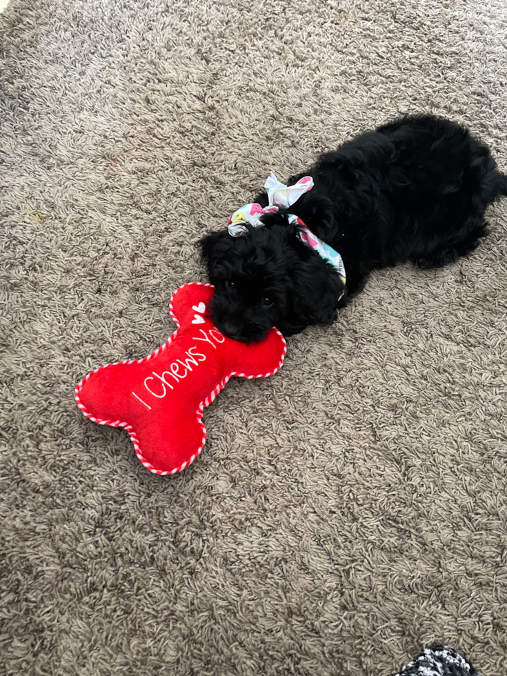 solid black goldendoodle mini sitting on the floor next to a red toy that says i chews you