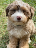 Puppy For Sale Premier Pups Popular Australian Designer Pup