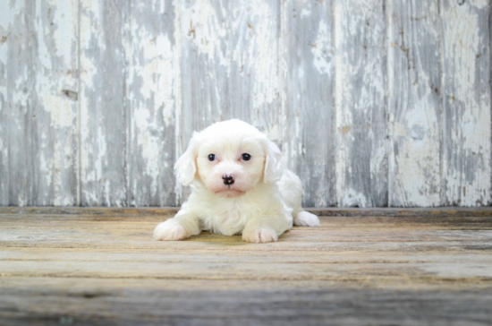 Energetic Cavalier Designer Puppy