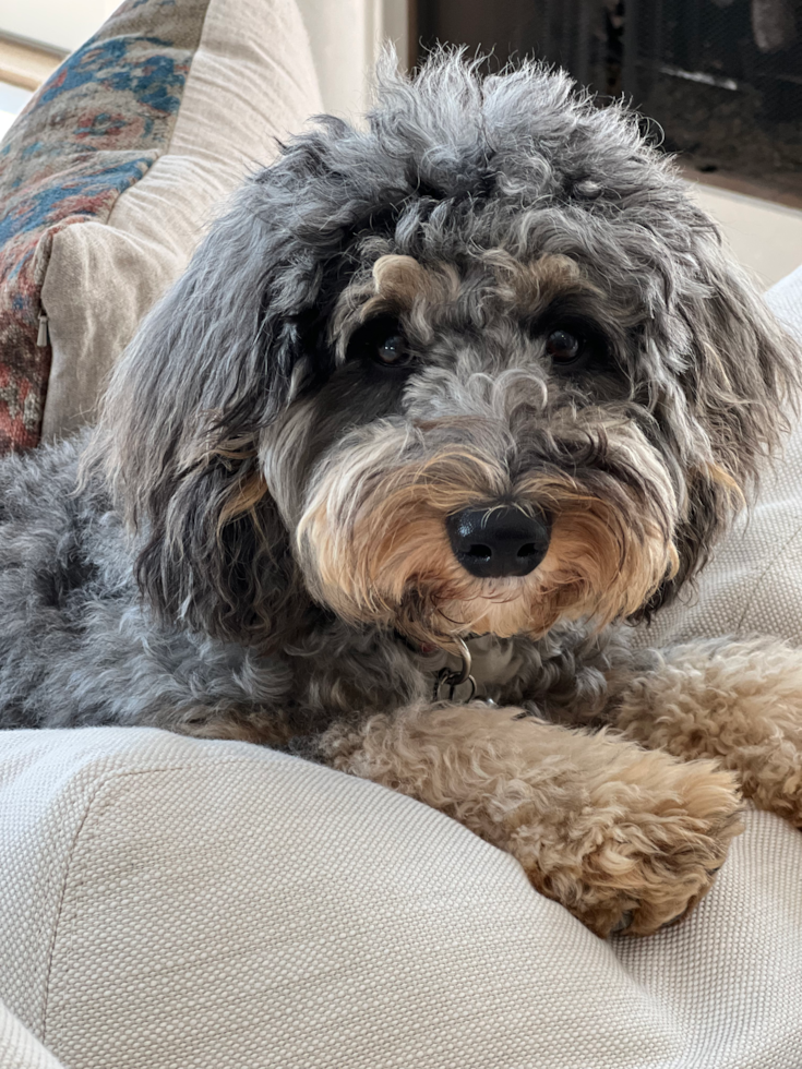 parti f1 mini bernedoodle with curly hair sitting on a couch - are multigen mini bernedoodles hypoallergenic