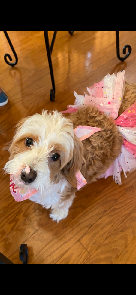 brown and white parti bernedoodle mini wearing a pink outfit 