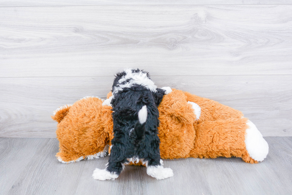 Funny Mini Sheepadoodle Poodle Mix Pup