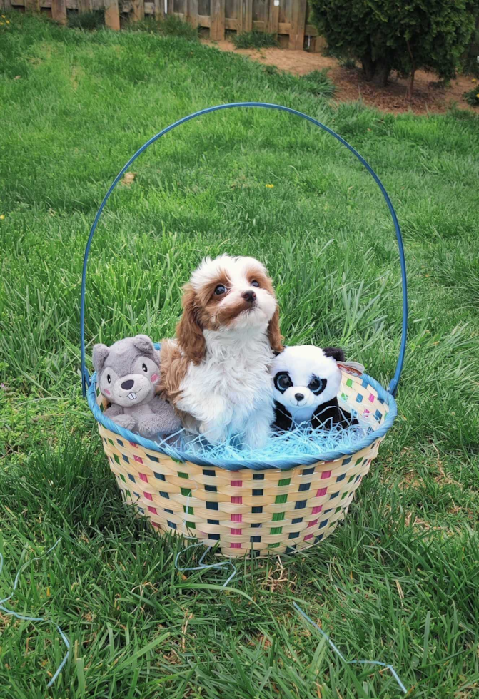 cavapoo in a basket