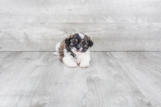 Teddy Bear Pup Being Cute