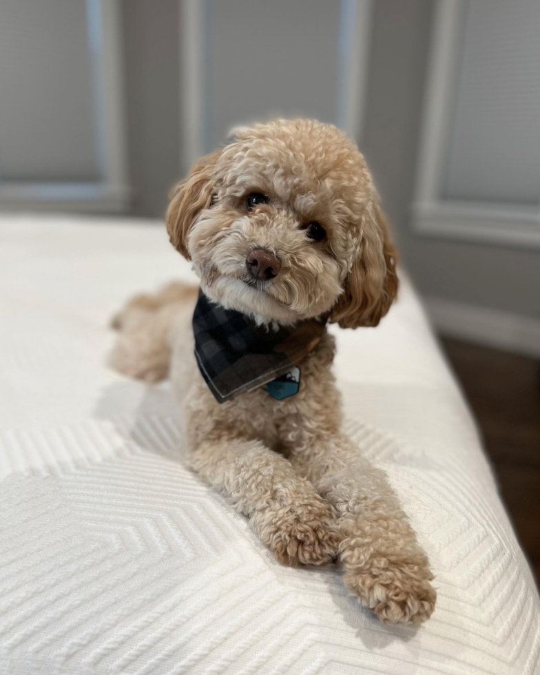 Cavapoo miniature poodle hotsell