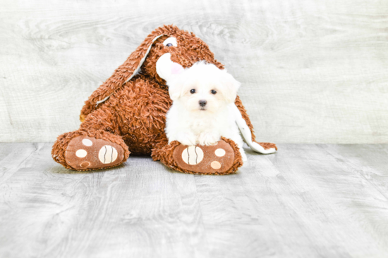 Hypoallergenic Maltese Baby