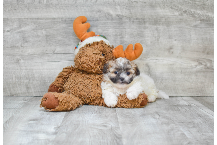 teddy bear puppy