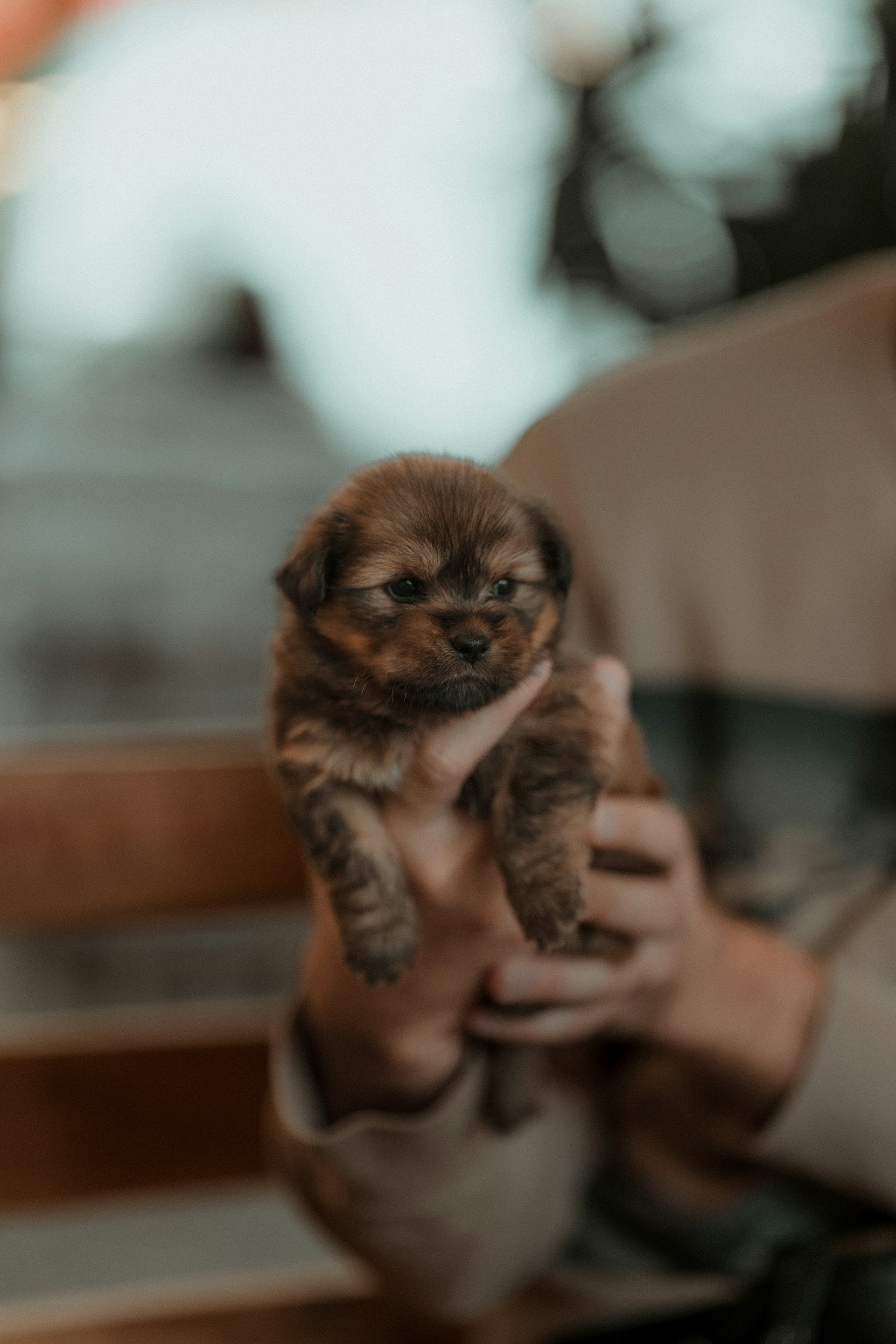 person holding a small puppy