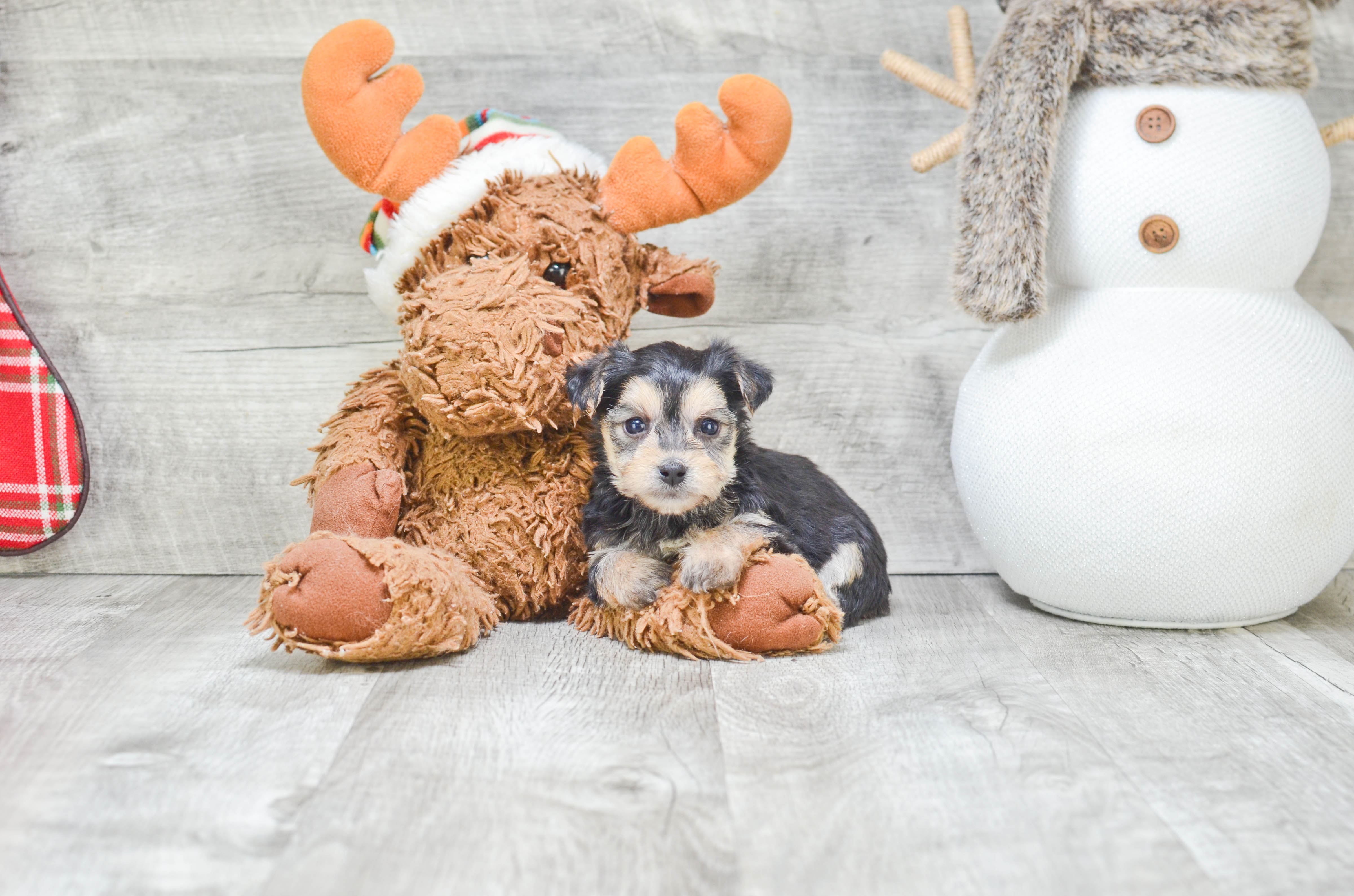 Morkie Puppies For Sale Mixed Small Breed Puppies For Sale   2b8b27be Ee28 45ba A2d9 8d3f304ae0c3 