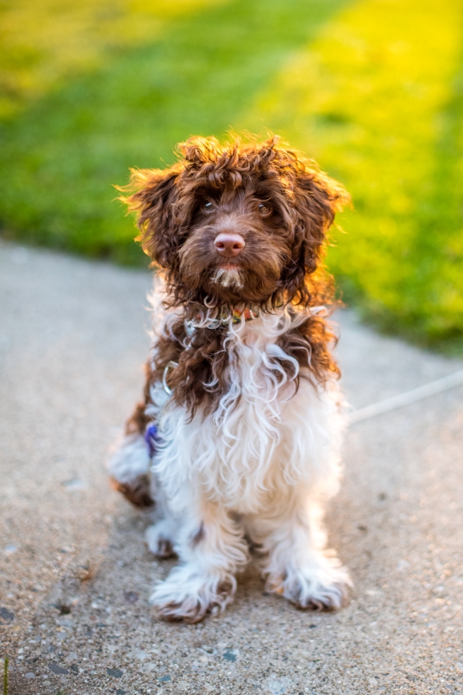 Cute Havapoo puppy a mix of Havanese and Mini Poodle with hypoallergenic coat