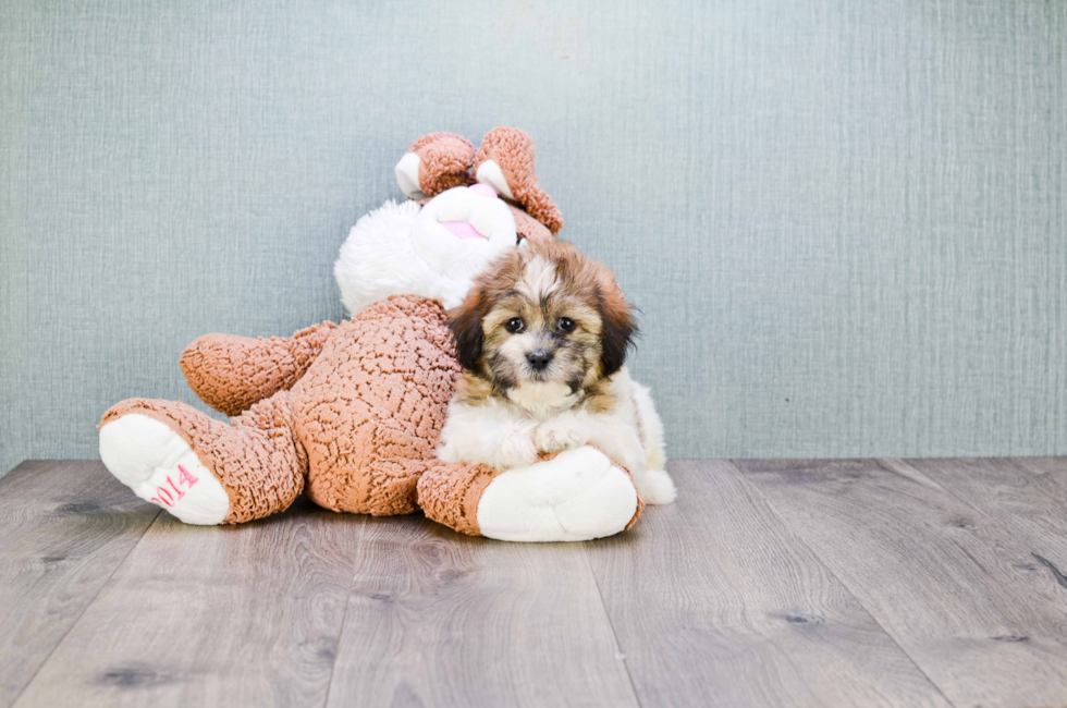 teddy bear dog puppy for sale