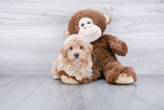 Little Maltepoo Poodle Mix Puppy