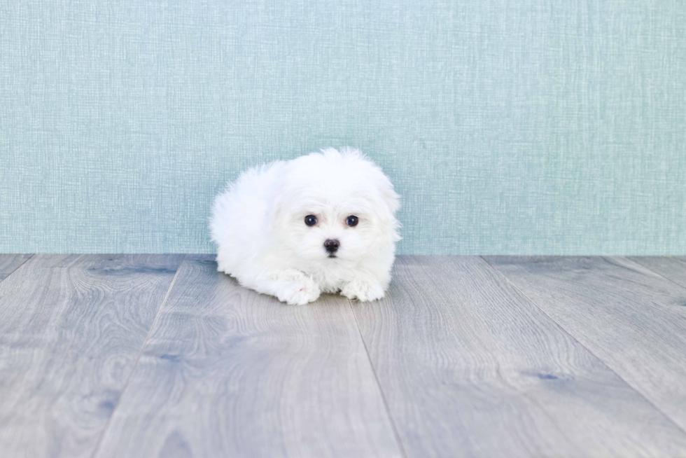 Maltese Pup Being Cute