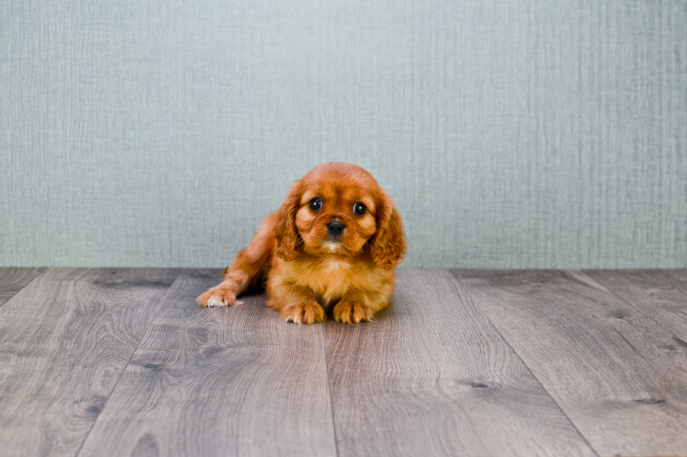 Smart Cavalier King Charles Spaniel Purebred Puppy