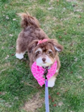 Havachon Puppies Havachon Being Cute