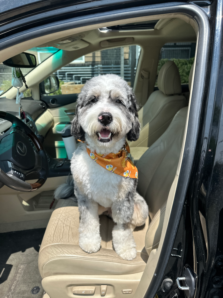 mini bernedoodle with curly hair wearing an orange bandana sitting in a car on the driver seat - merle mini bernedoodle low shedding doodle 