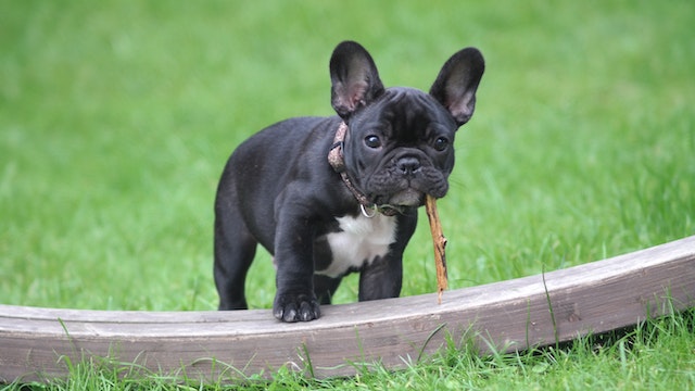 a small, black and white French bulldog