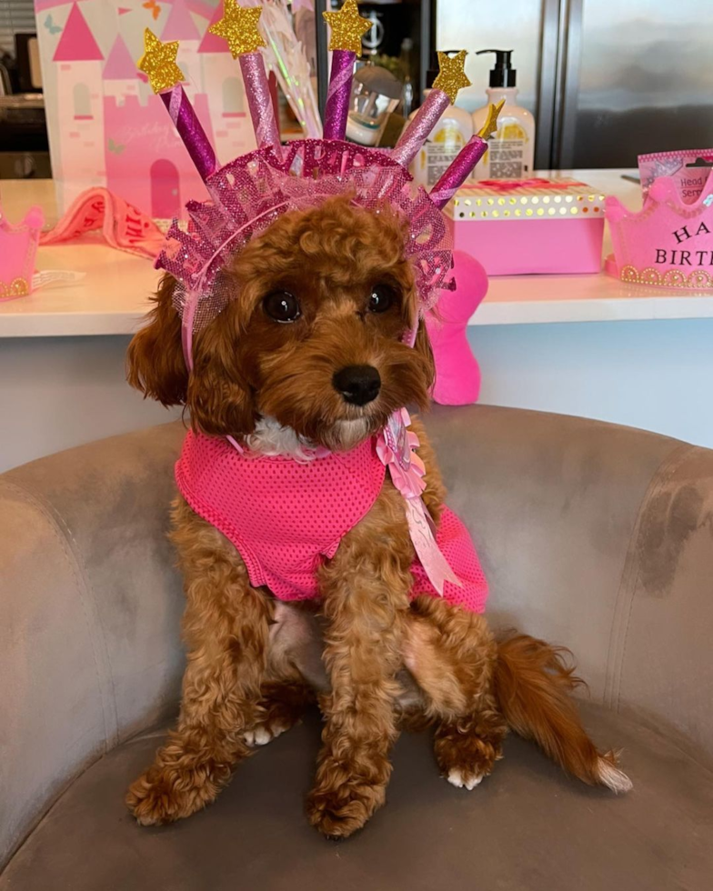 fun cavapoo wearing a pink outfit