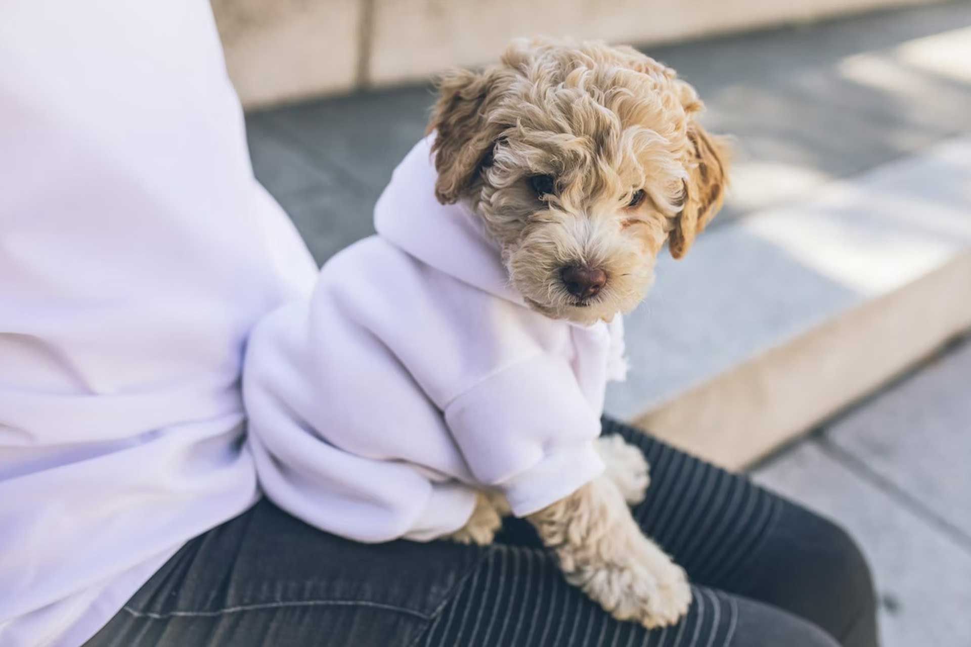 Cockapoo puppy