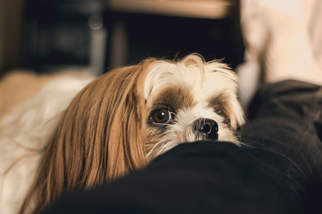 Shih Tzu dog calmly wainting for a treat