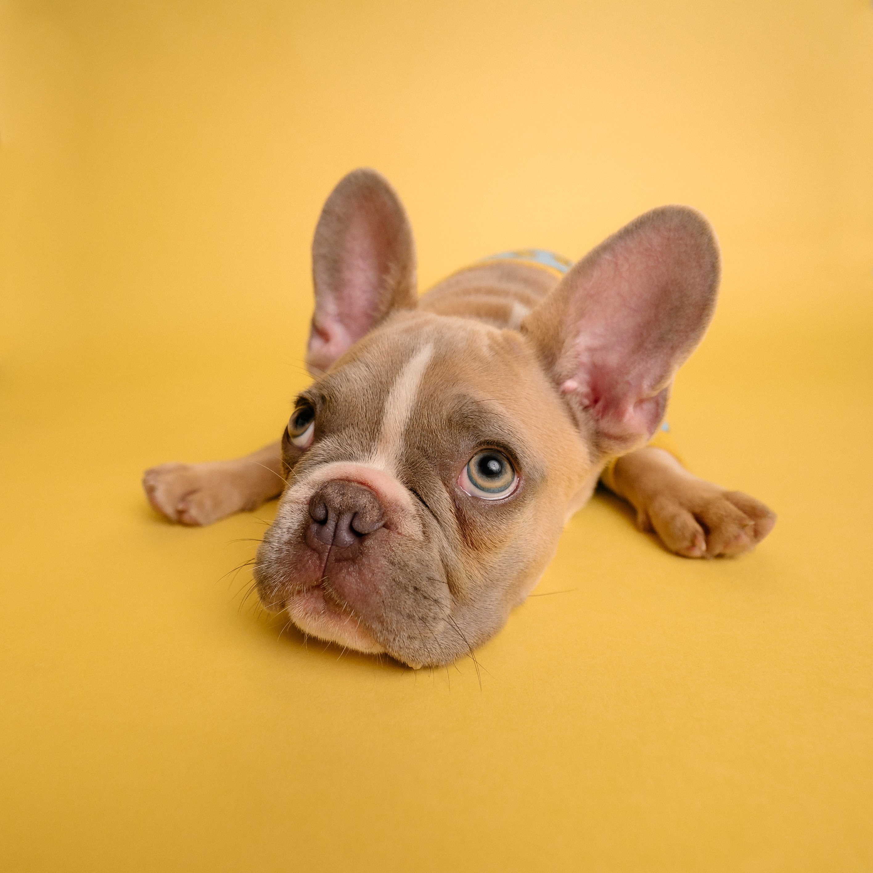 fawn French bulldog in yellow background