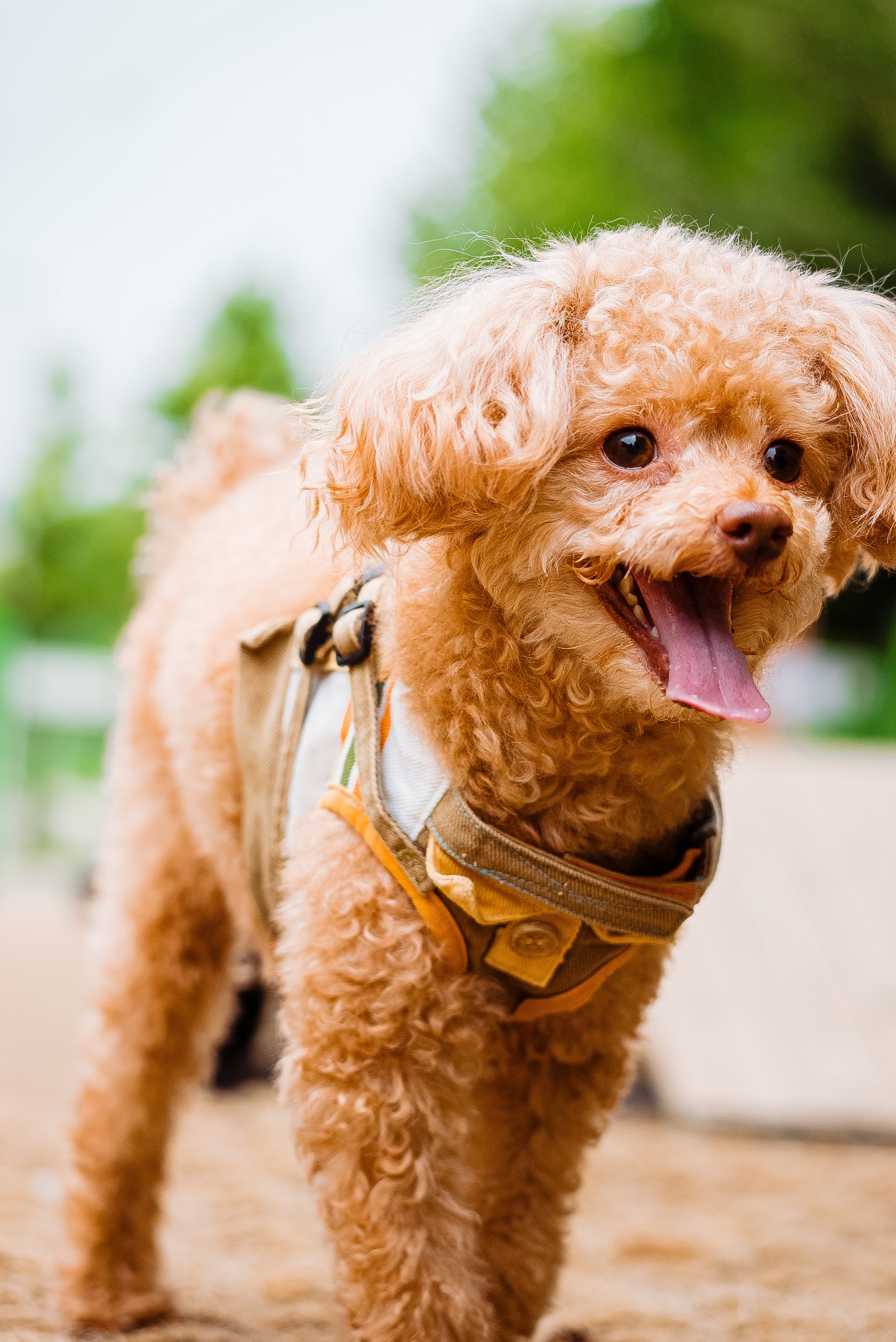 toy poodle with friendly look