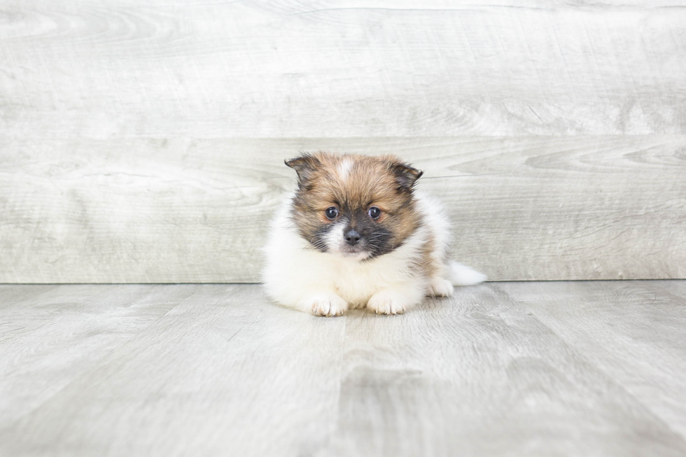 Meet Whitney - our Pomeranian Puppy Photo 1/4 - Premier Pups