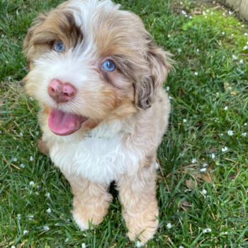 brown and white Aussiechon dog with blue eyes