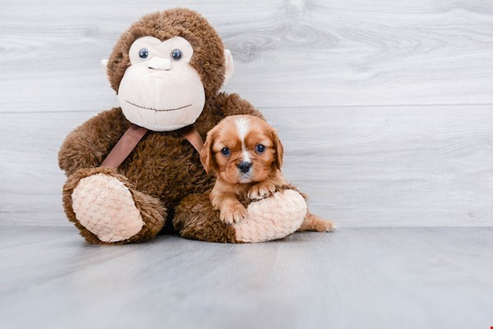 Cute Cavalier King Charles Spaniel Purebred Puppy