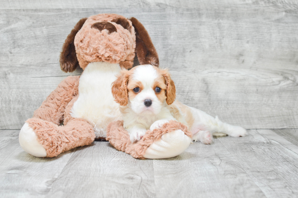Cavalier King Charles Spaniel puppies for sale | Small ...