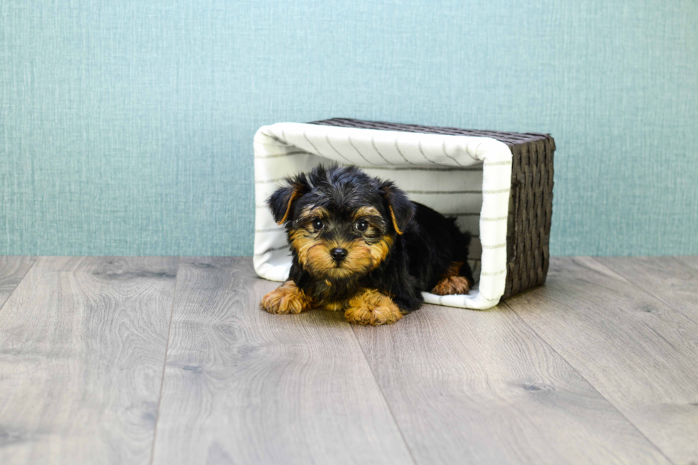 Meet  Teacup-Timmy - our Yorkshire Terrier Puppy Photo 