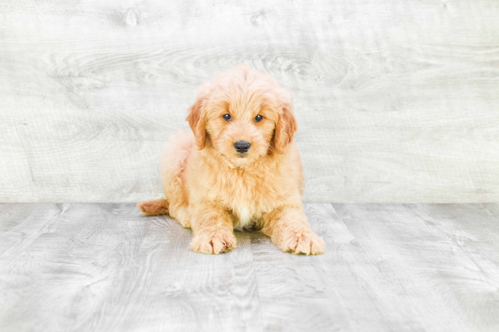 Meet Donato - our Mini Goldendoodle Puppy Photo 3/4 - Premier Pups